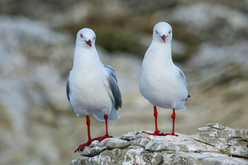 Poster - Red-billed gulls on the coast of Kaikoura peninsula, South Island, New Zealand