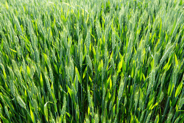 Wall Mural - Green wheat in the field.Green unripe cereals.