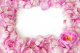 Fototapeta Tulipany - beautiful pink rose petals background with copy space