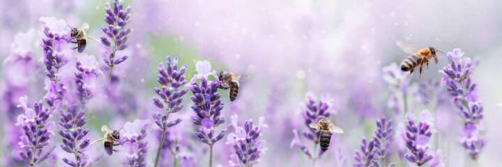 Honey bee pollinating lavender flowers. Plant decay with insects. Blurred summer background of lavender flowers with bees. Beautiful wallpaper. soft focus. Lavender Field Bee flying over flower