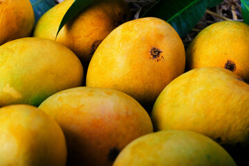 Sticker - Mango tropical fruit with green leaf, Ripe mango in grass closeup