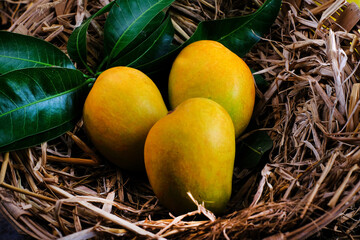 Poster - Mango tropical fruit with green leaf, Ripe mango in grass closeup