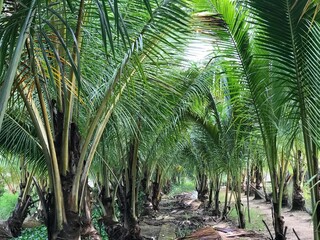 tropical palm leaf background, closeup coconut palm trees