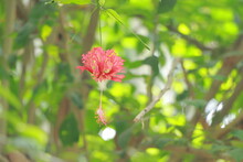 Red Nature Flower