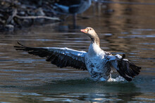 The Greylag Goose Spreading Its Wings On Water. Anser Anser Is A Species Of Large Goose