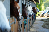 horses in the boxes of an equestrian center