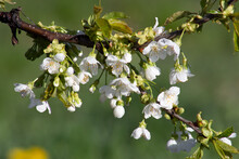 Sweet Cherry Branch With Flowers On A Blurred Green Background.