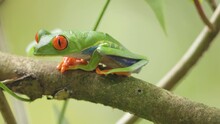 A Red-eyed Tree Frog On A Branch Turns Towards The Camera In A Garden At Sarapiqui Of Costa Rica