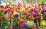 Fototapeta Kwiaty - Pole pełne kolorowych tulipanów. Tło w wiosenne kwiaty.