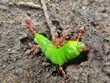 weaver ants eat green caterpillars live in the forest