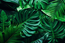 Closeup Nature View Of Palms And Monstera And Fern Leaf Background. Flat Lay, Dark Nature Concept, Tropical Leaf.