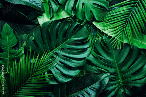 Fototapete - closeup nature view of palms and monstera and fern leaf background. Flat lay, dark nature concept, tropical leaf.