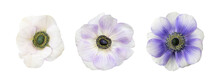 White And Blue Anemone Flowers Head Isolated White Background.