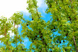 drzewo niebo liście wiosna natura