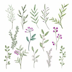 Wall Mural - set watercolor elements of burgundy flowers, leaves, branches, botanic illustration isolated on whit