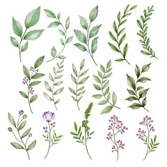 Wall Mural - set watercolor elements of burgundy flowers, leaves, branches, botanic illustration isolated on whit