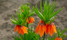 Beautiful Orange Flowers - Imperial Hazel Grouse. Spring, Summer, Beauty, Nature