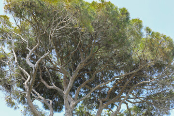 Canvas Print - tall exotic green trees in summer