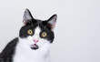 portrait o tuxedo cat looking at camera surprised or shocked on white background