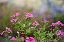 Madagascar Periwinkle, Ornamental And Medicinal Plant. Natural Background With Pink Flower.