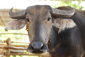 Wall Mural - Thai buffalo in a wooden stall