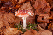 Red Toadstool Fly Agaric Close Up