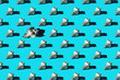 Pattern of clam shells on a cyan background.