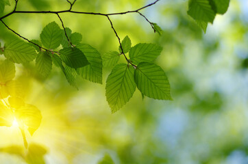 Wall Mural - Green leaves plants on sun in nature