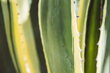 An abstract close-up depiction of the stems with spikes of an American Agave plant in a green hue. Background in the form of stems of the aloe plant close-up.