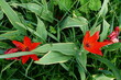 Zwei rote Tulpen mit grünen Blättern im Garten im Frühling 