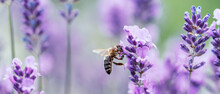 Pollination With Bee And Lavender With Sunshine, Sunny Lavender.