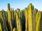 Fototapeta Na sufit - Succulent Plant Cactus on the Dry Desert