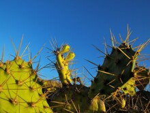 Green Prickly Pear Cactus Leaf