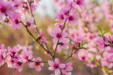 Fototapeta Tulipany - In spring, the peach trees and beautiful peach blossoms in the peach garden bloom one after another