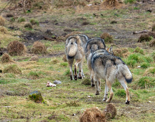 Wall Mural - The wolf, Canis lupus, also known as the gray wolf or grey wolf