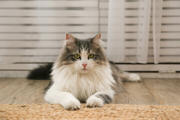 Portrait of a siberian cat with green eyes lying on the floor at home. Fluffy purebred straight-eared long hair kitty. Copy space, close up, background. Adorable domestic pet concept.