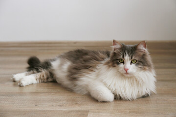 Portrait of a siberian cat with green eyes sleeping on the floor at home. Fluffy purebred straight-eared long hair kitty. Copy space, close up, background. Adorable domestic pet concept.