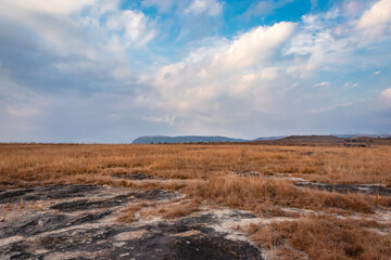 yellow grass field with dramatic sky at morning from different angle