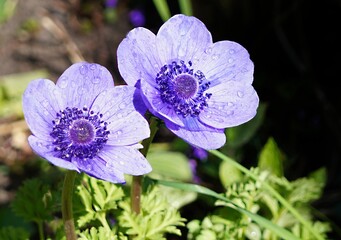 Wall Mural - blue flowers in the garden