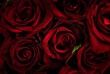 red roses background, czerwone róże