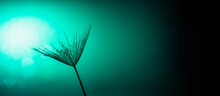 Spring Summer Backdrop ,salsify Or Giant Dandelion Seed On Green Background With Bokeh .