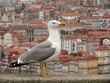 Seagull and Porto panorama - Portugal 