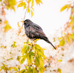 Wall Mural - bird on a branch