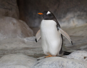 Wall Mural - Portrait of a penguin in the park.