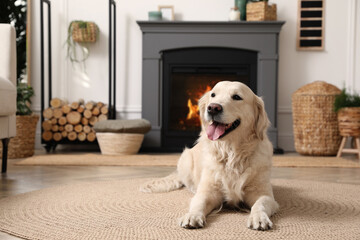 Poster - Adorable Golden Retriever dog on floor near electric fireplace indoors