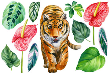 Watercolor tropical clipart with tiger, palm leaves, anthurium flowers, Hand drawn illustration