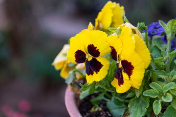 Wall Mural - Pansy flower close up at spring