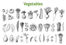 Vegetables Drawing Collection. Hand Drawn Illustration. Organic Food Poster. Vintage Hand Drawn Sketch. Good Nutrition, Healthy Food. Vegetable Vector Illustration.