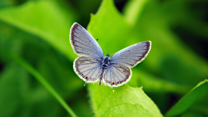 Wall Mural - Close-up of a tiny blue butterfly resting on a leaf with blurred vegetation in the background.