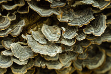 Selective Focus Closeup Of Rows Of Greenish Bracket Fungus Growing On Tree Trunk, Quebec City, Quebec, Canada